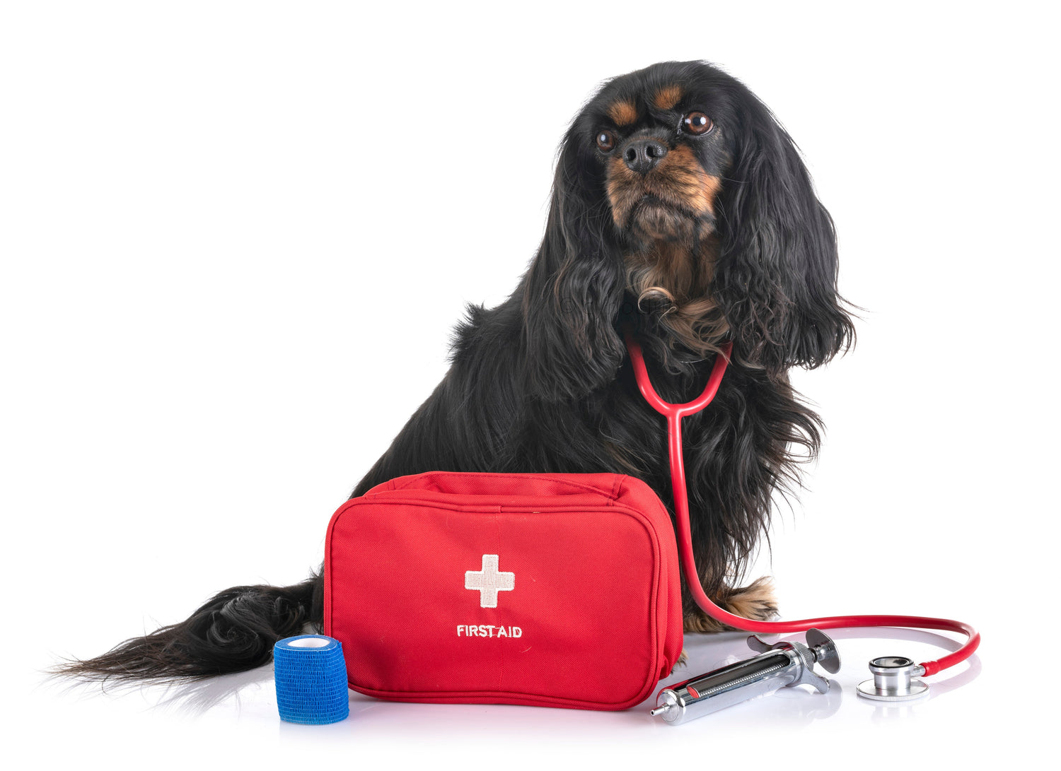 Dog First Aid