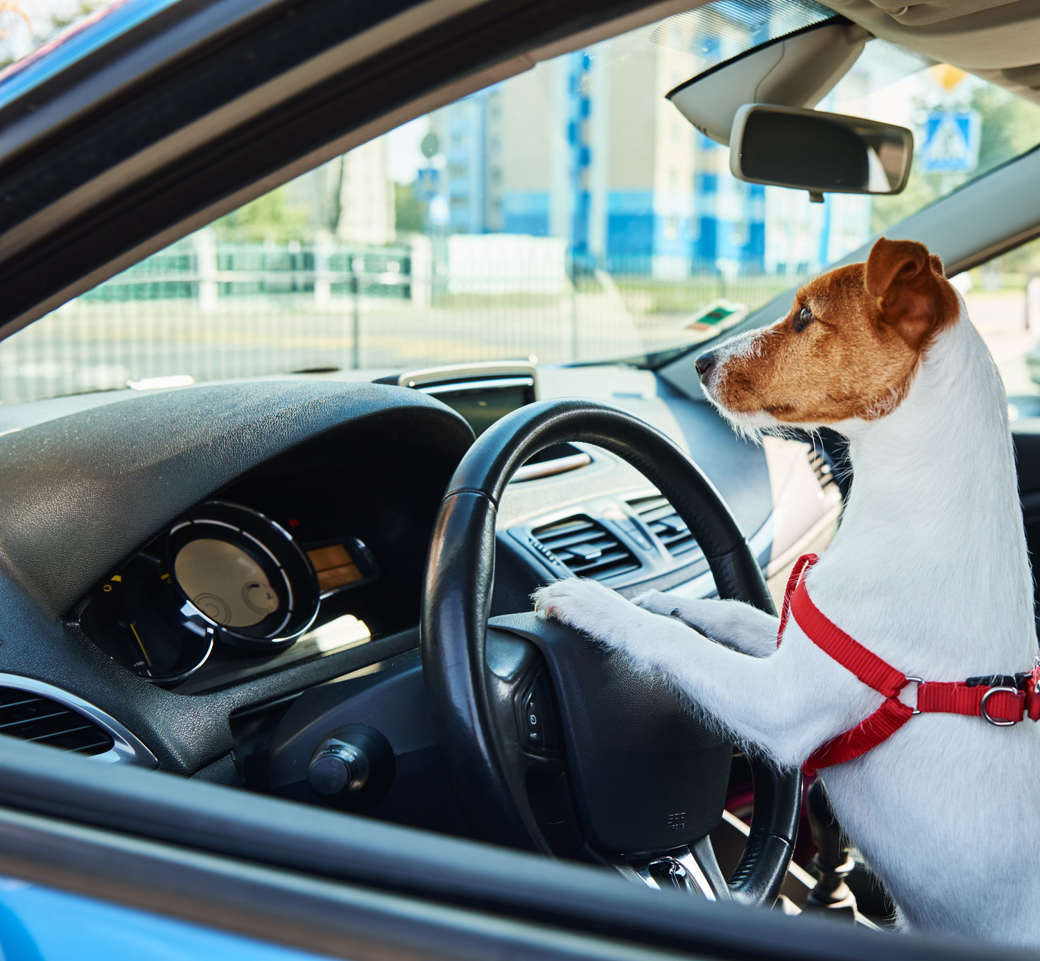 Pet Seat Belts