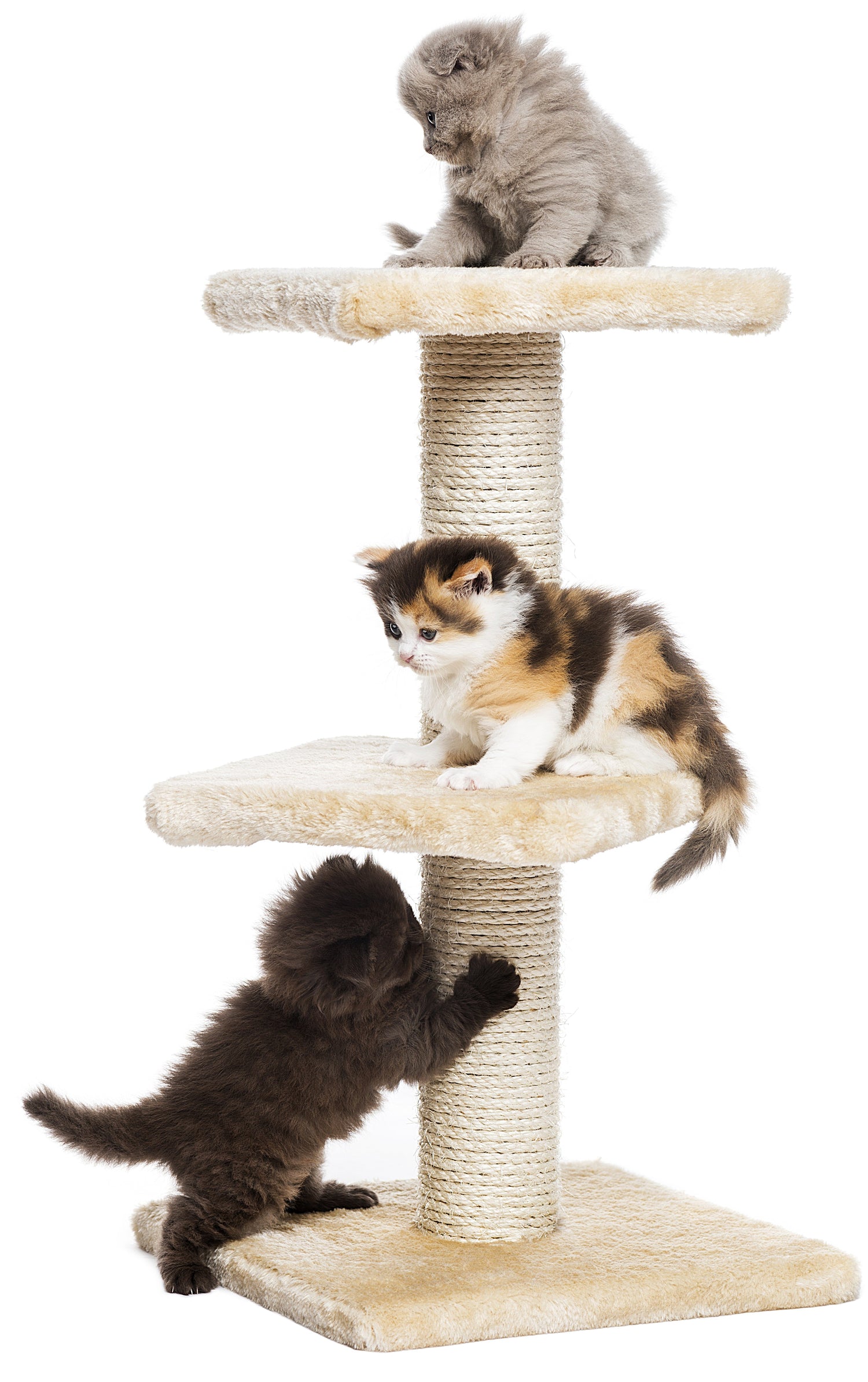 Cat Tree Condos