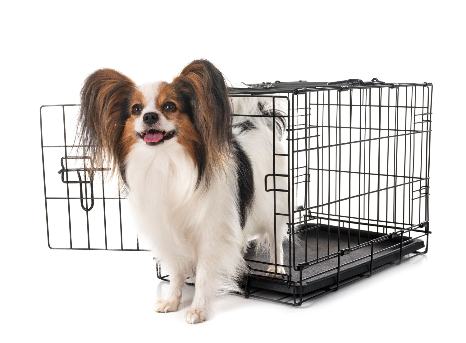 Dog Crates & Carriers