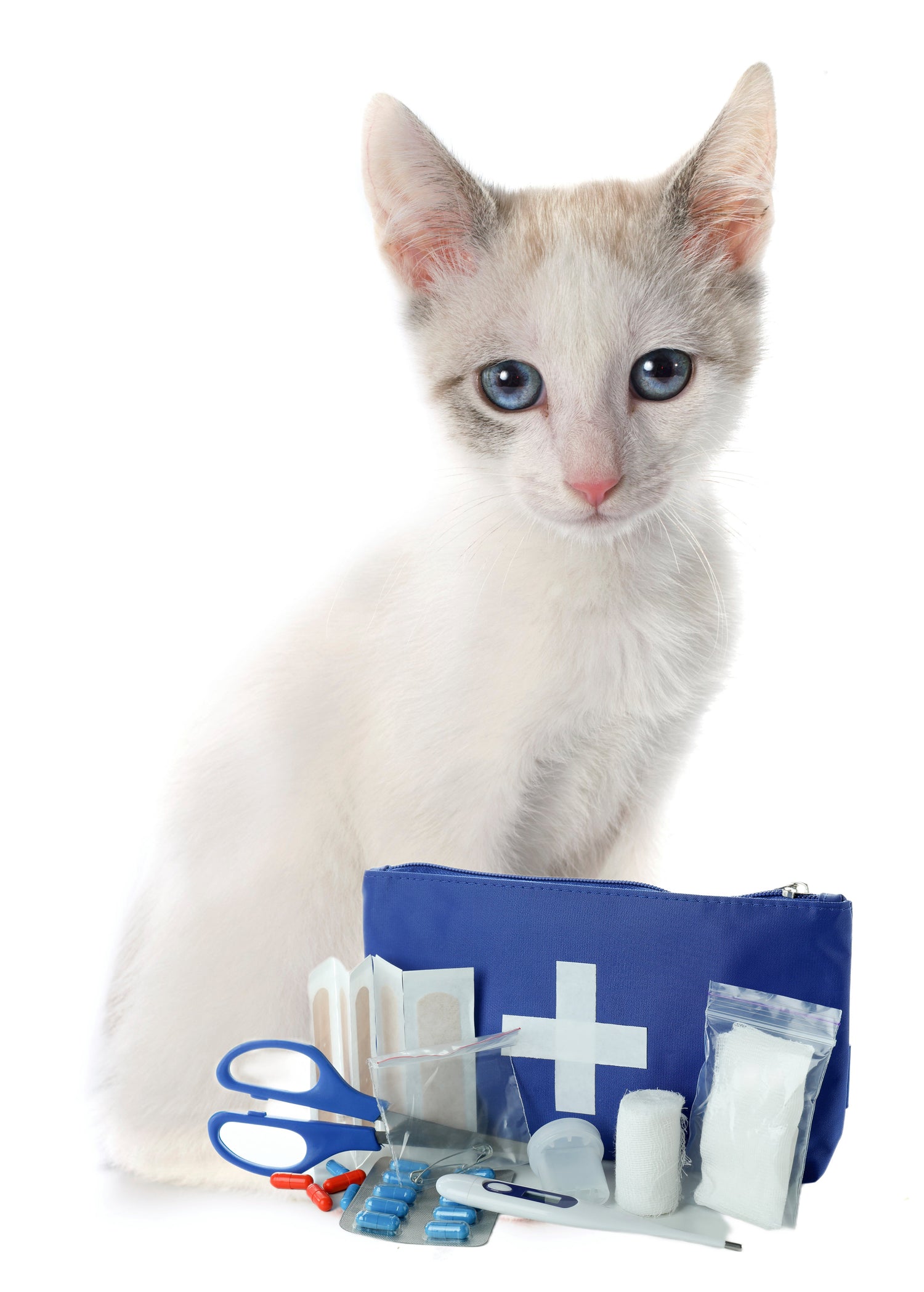 Cat First Aid